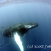 whale_humpback_h_00293_dom3695.jpg
